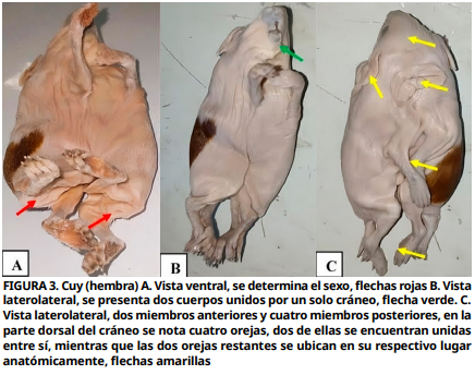 Imagen de portada